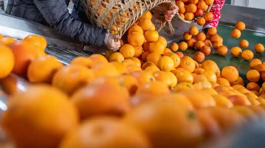 涨价近三成！消费者直呼惊呆，水果市场涨价背后的真相是什么？