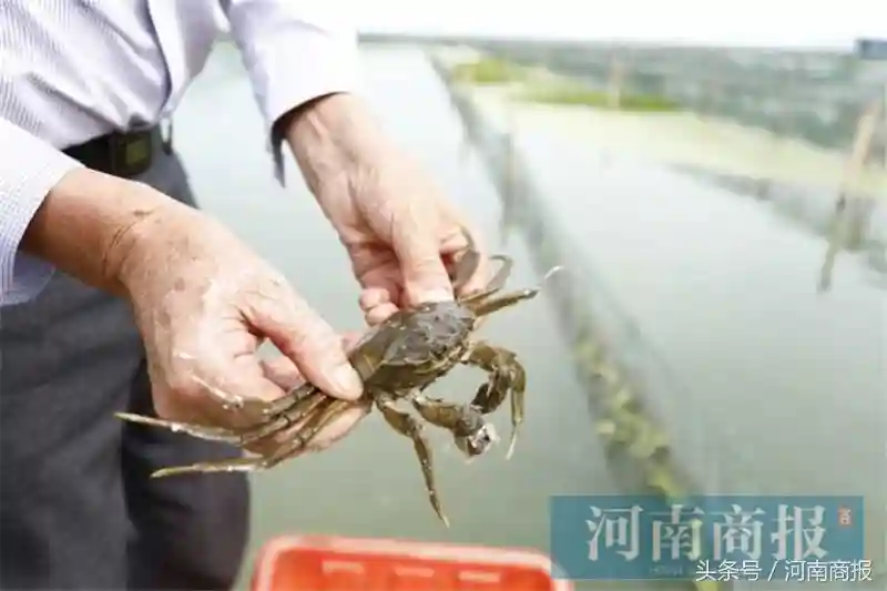 今年中秋节，来看看郑州批发市场的海鲜和水果们的价位如何？