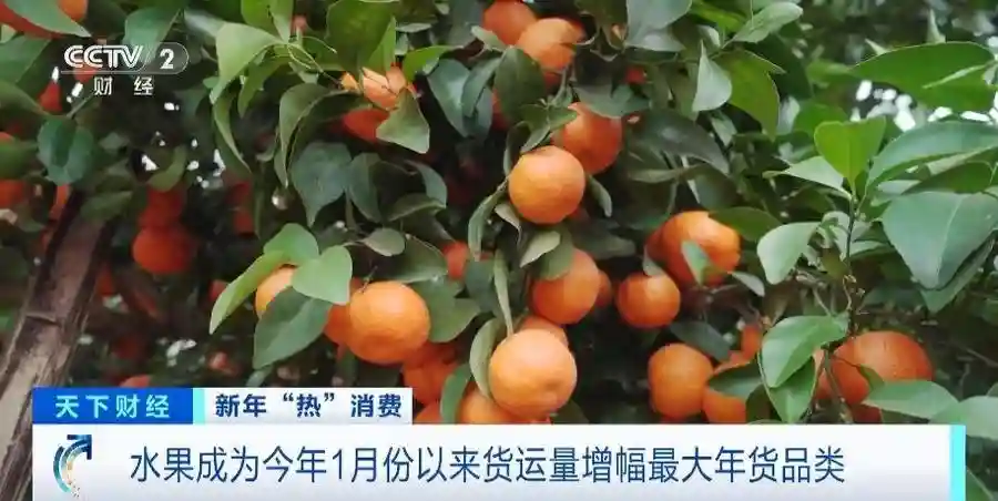 400吨广西砂糖橘运往内蒙古！新春美食南北流动，水果增幅最大