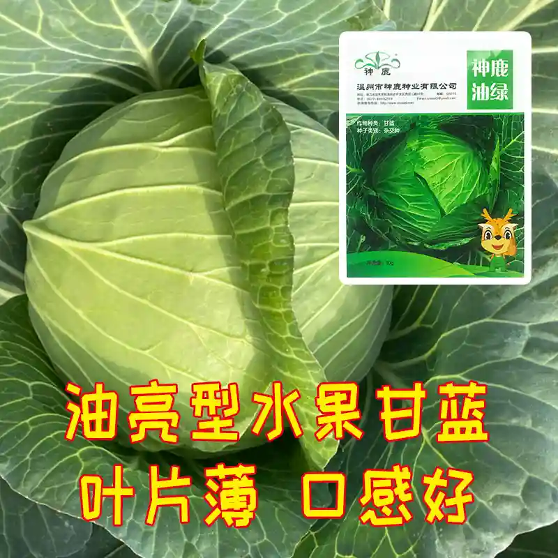新育成的油亮型杂交水果甘蓝好品种！叶片更薄，口感好，产量高