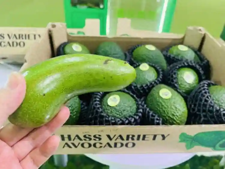 从云南牛油果、新疆西梅到云南蓝莓……国产水果正走在崛起的路上