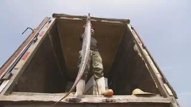 无花果生出财富链！仅一个收购季，山东荣成水果商收入达五六万