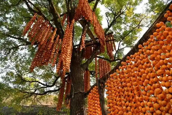 可写字绘画，可代粮充饥，还曾被“封侯”！金秋的这种水果，古人有多爱？