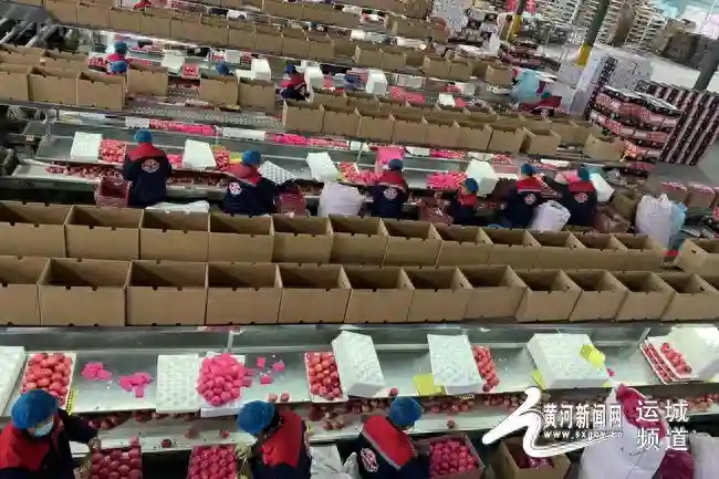 运城临猗特色水果热销海外 农业“特”“优”战略拓宽国际市场影响力