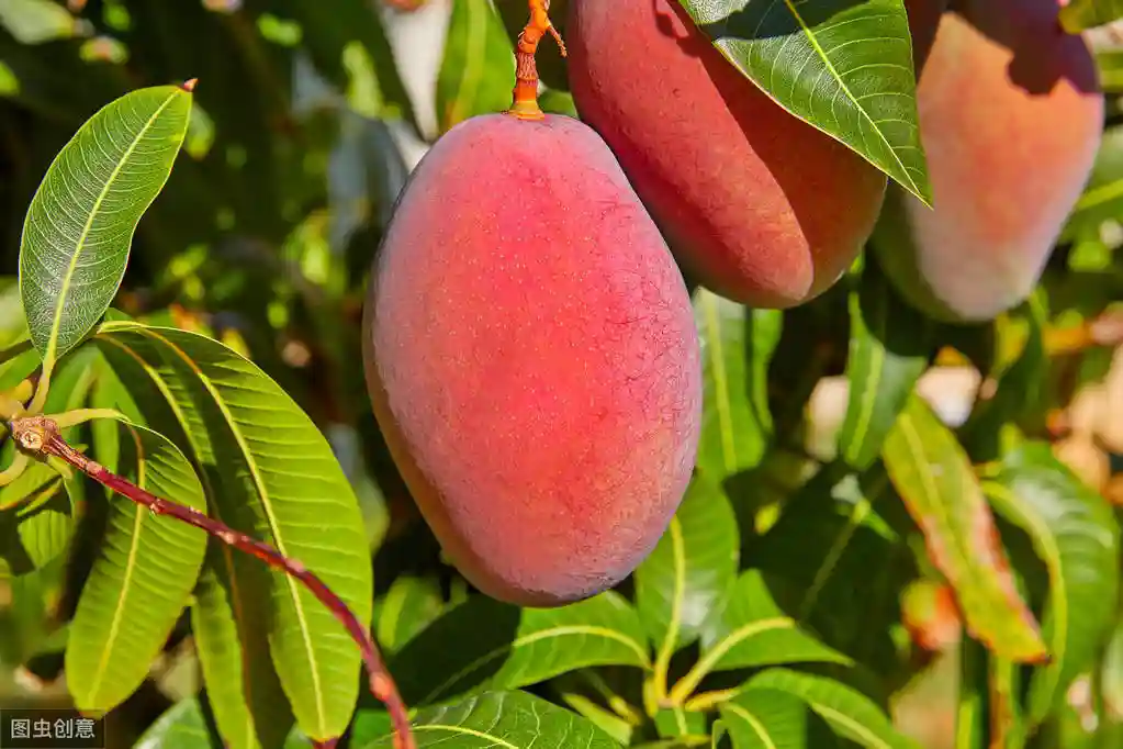 那些被人类绝育的水果：西瓜想哭，葡萄落泪，香蕉选择死给人类看