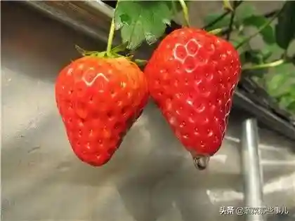 草莓套种方法多！洋葱、鲜食玉米、水果苤蓝、羽衣甘蓝、小西瓜哪种更搭？