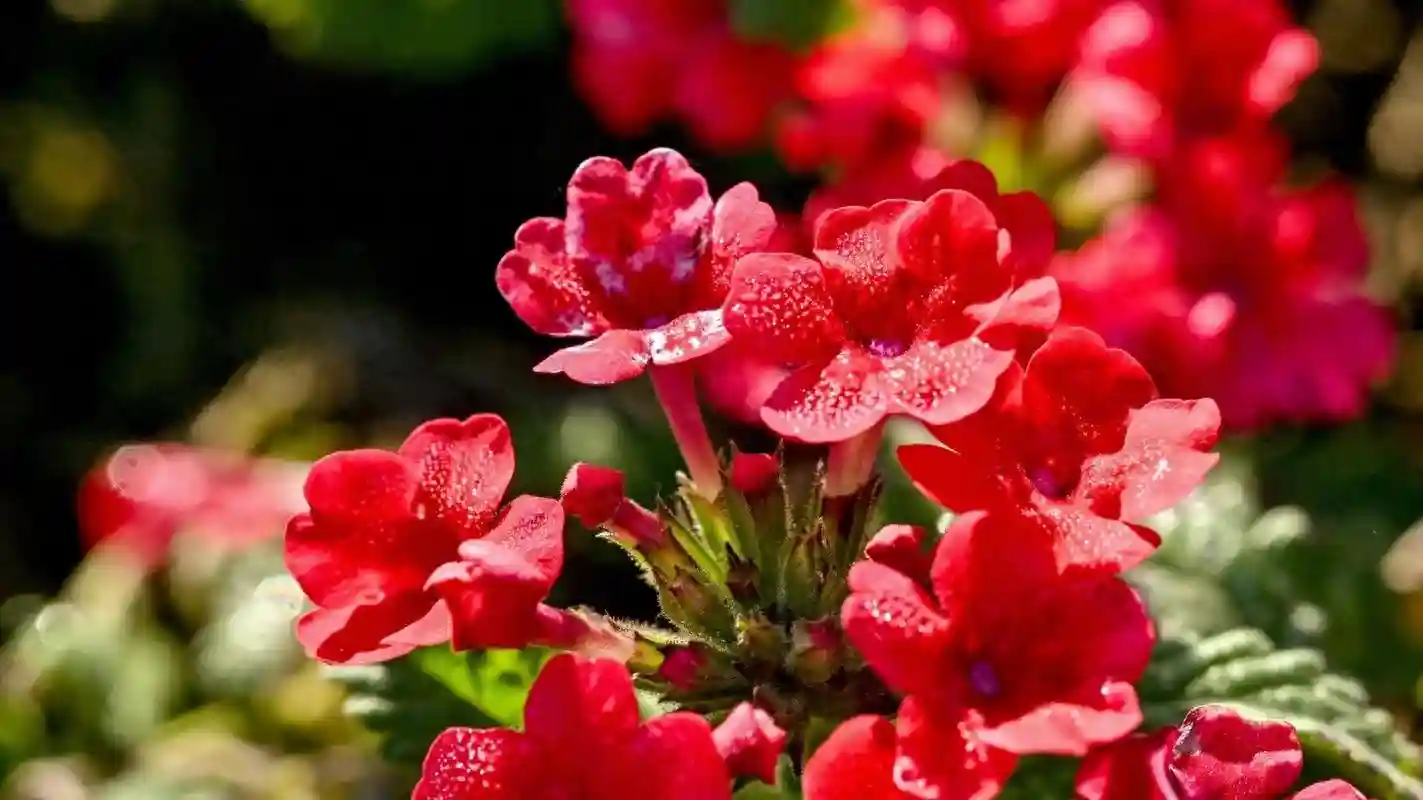 89年我去乡下收购水果，邻村姑娘送我一篮杨梅：这是我家最后一篮