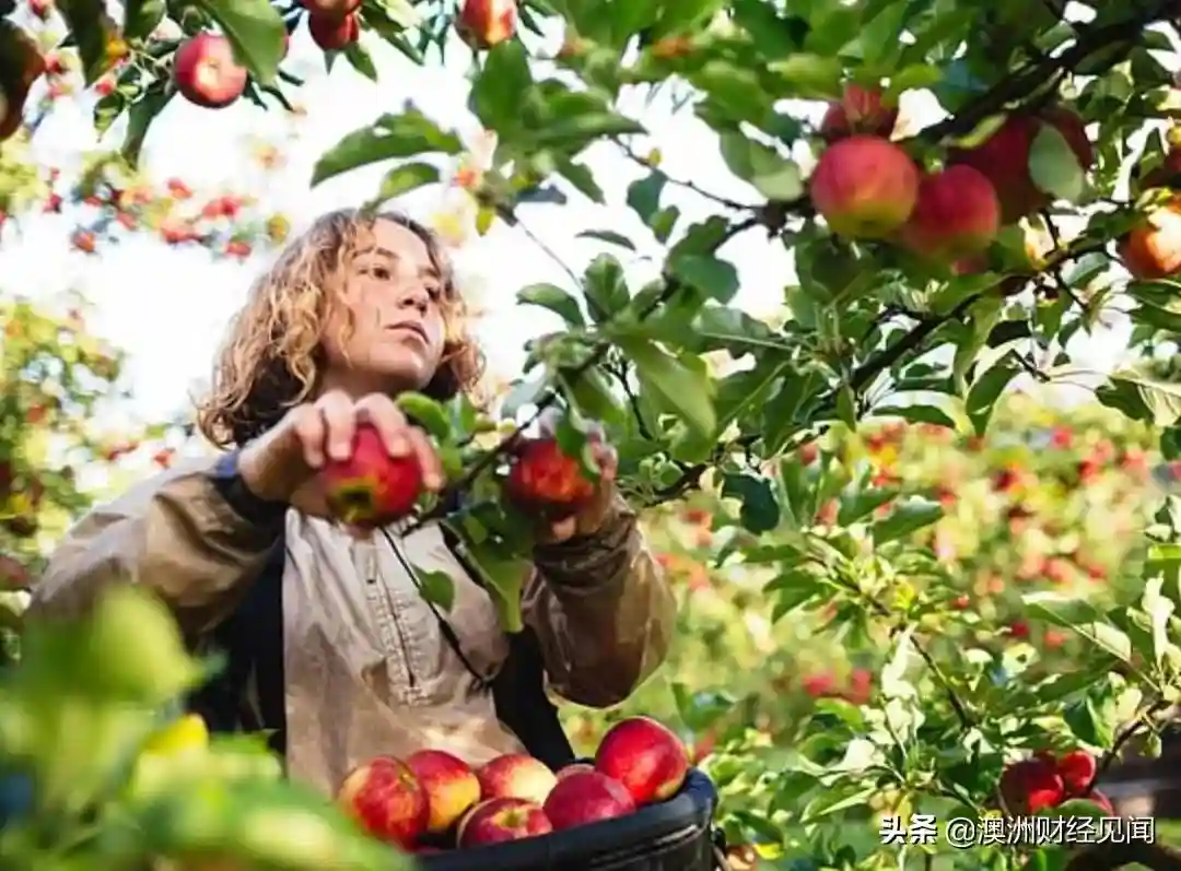 澳洲这水果号称全世界最健康！不仅能预防心脏病糖尿病，还能抗癌