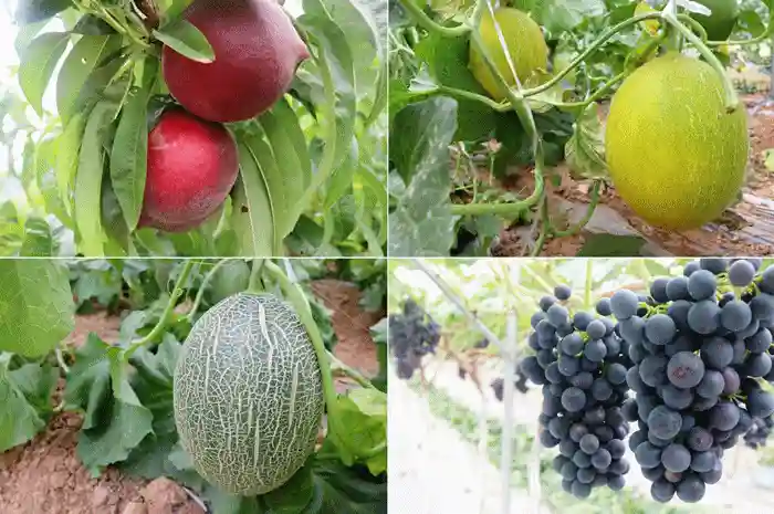 仙海采摘季丨绵阳周边最火爆的水果庄园，采摘、耍水，承包你的周末！