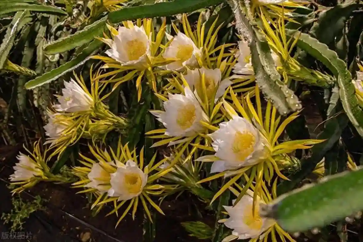 从稀有水果到大众牛马，西方搞不懂的火龙果，我国算是真玩明白了