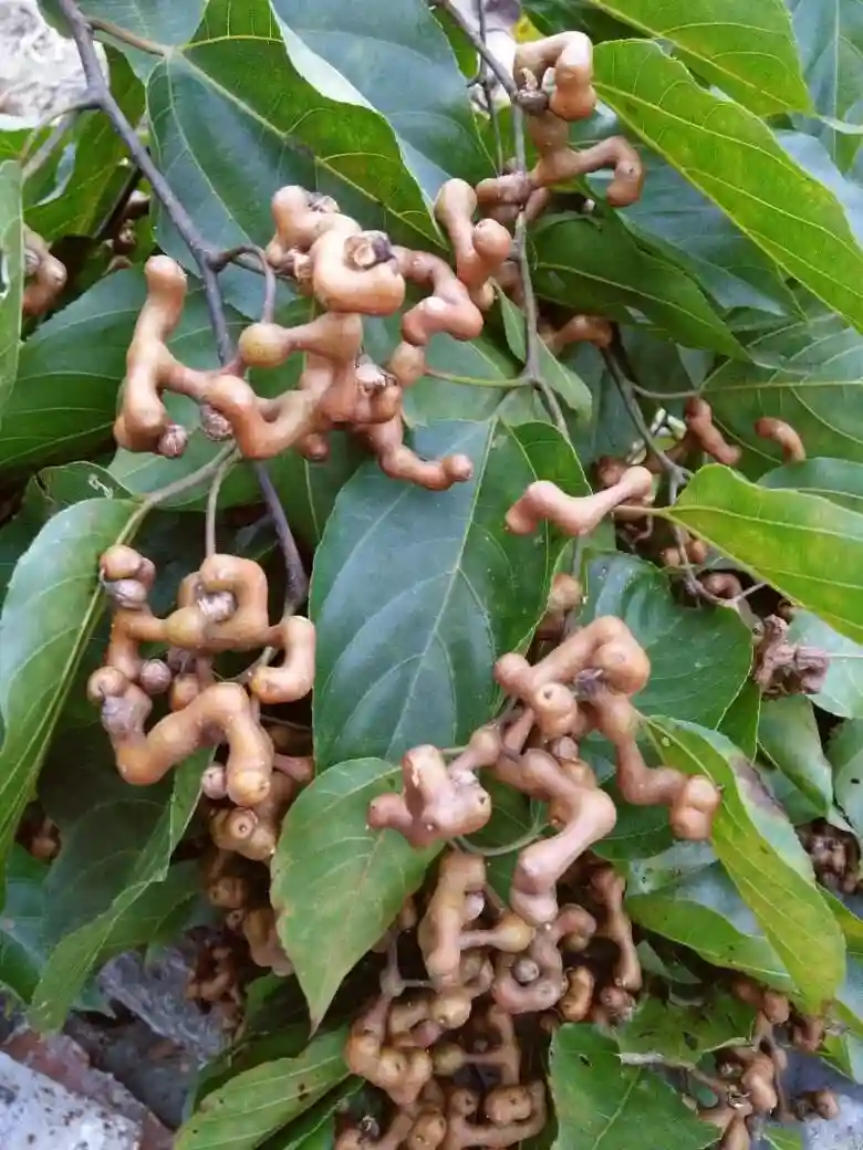 这13种水果因为名字被误解，很多人摸不着头脑，这次让你看个明白