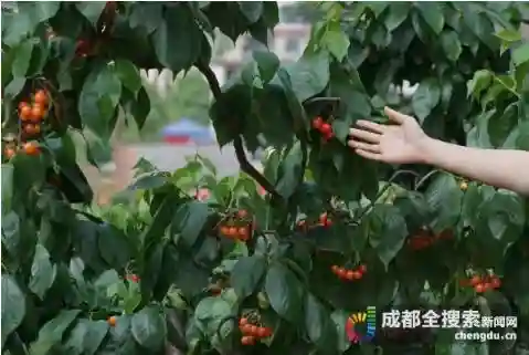 这个四月大红大紫！恩特儿、桑per已熟透，成都春季水果采摘攻略请收好~
