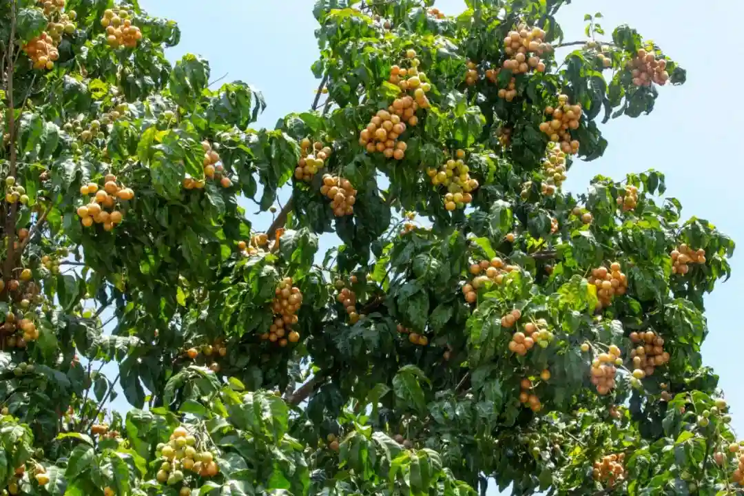 酸酸甜甜！儋州这种黄皮水果味道有多神奇？6月10日这场活动告诉你↓