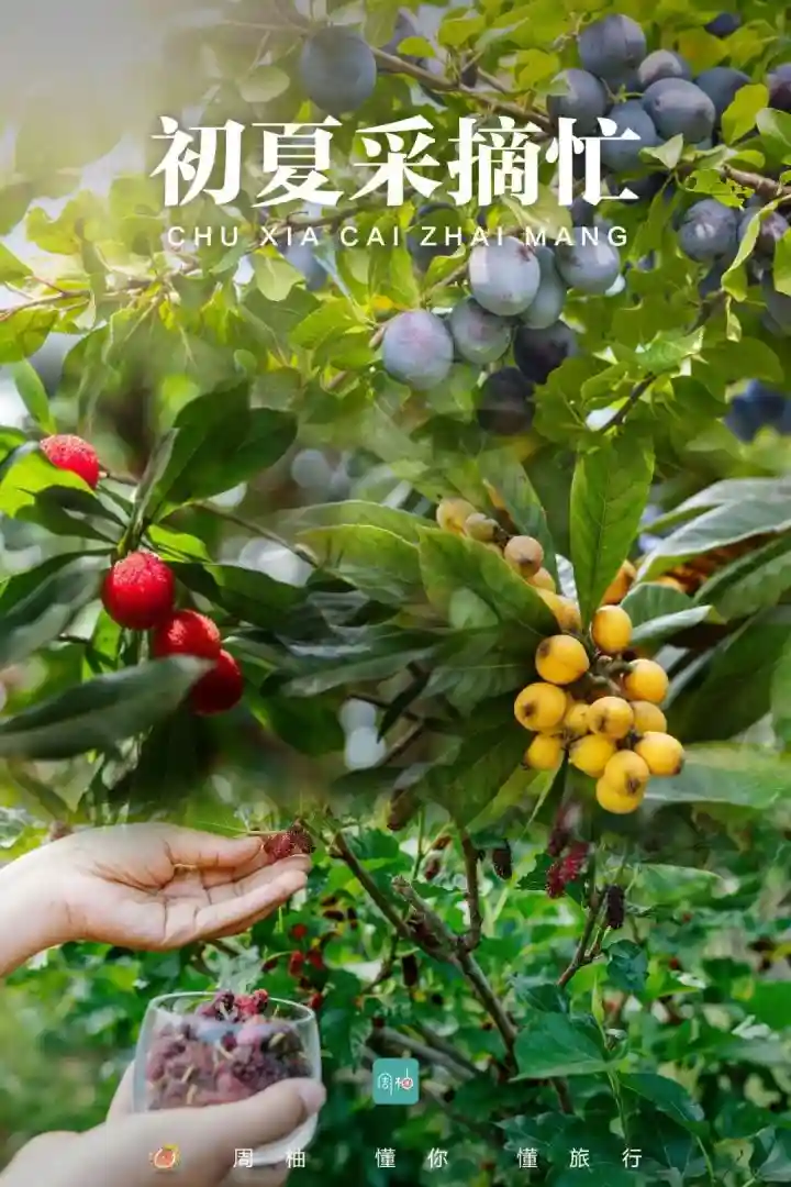 周柚｜听说最近很多人的手指都变了色？杭州周边“水果采摘清单”新鲜出炉