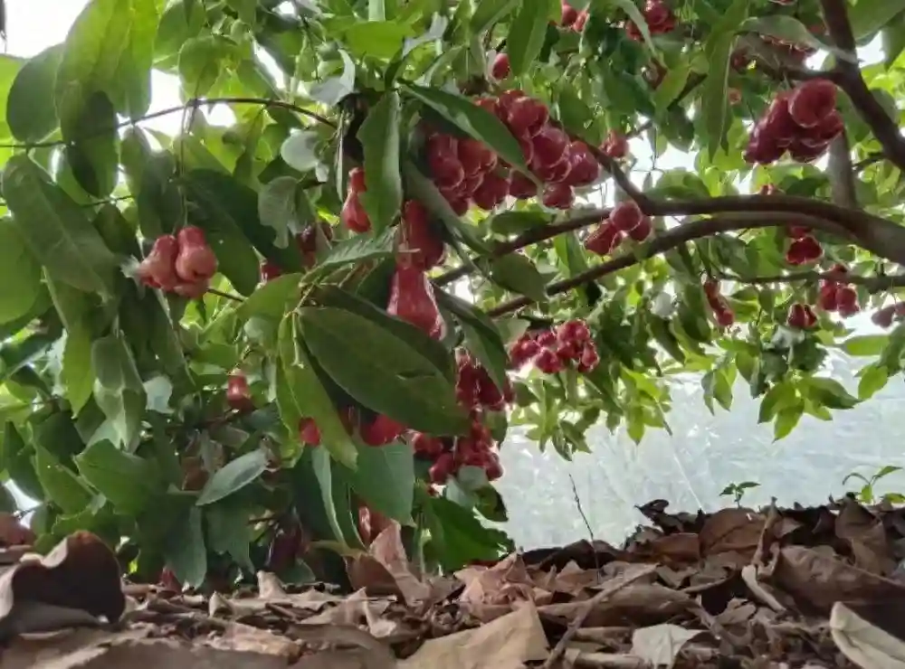 东北真鲜丨香蕉莲雾番石榴竟是东北产——探访辽宁寒冬里的热带水果大棚