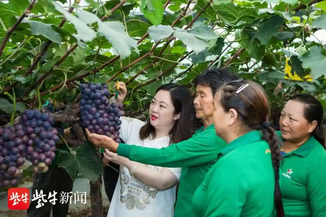 江苏最美人物丨“果二代”转型水果连锁销售“创一代”，领着数千农民致富奔小康