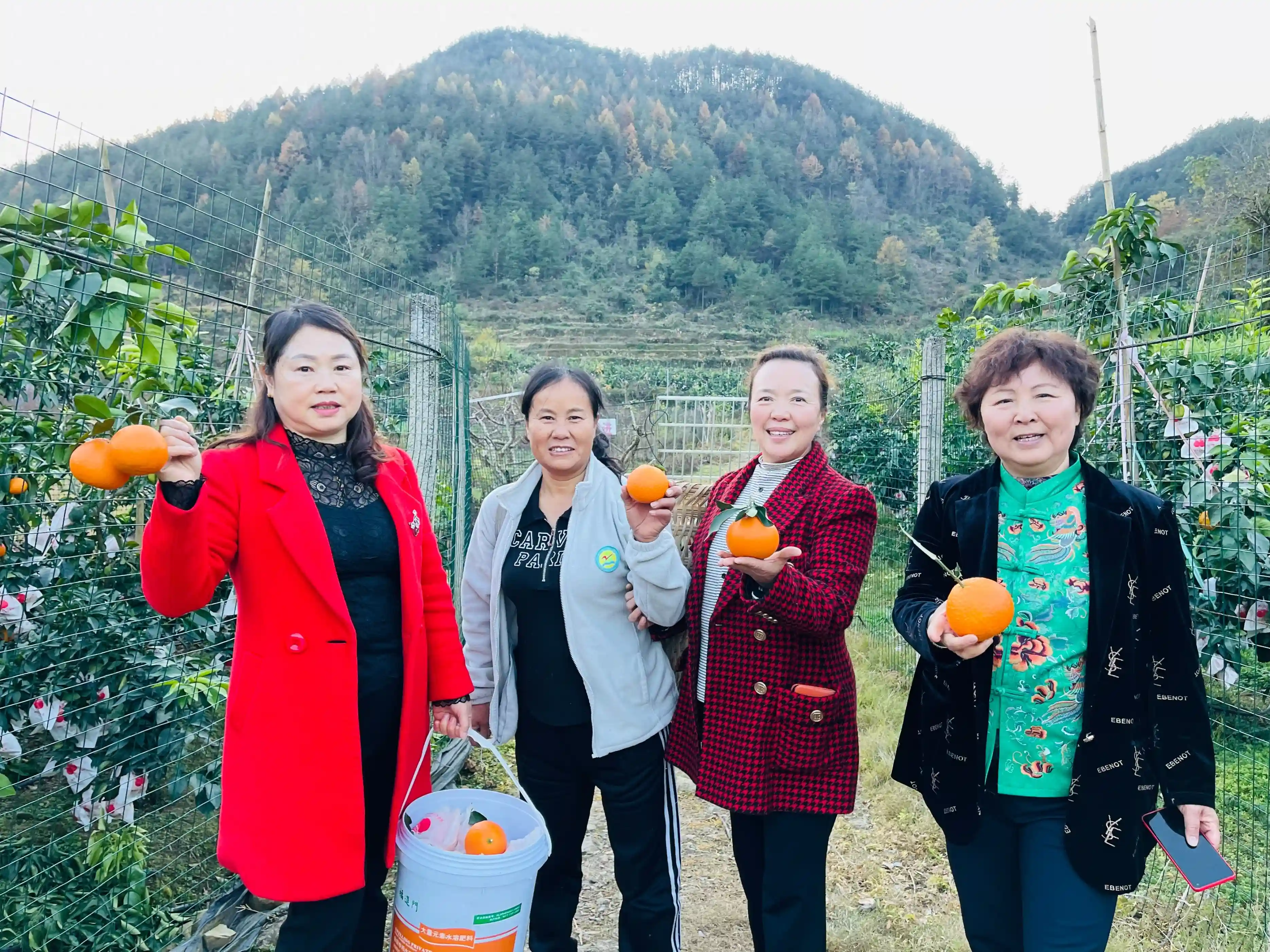 重庆秀山美其水果专业合作社的爱媛“果冻橙”熟了：七年培育始丰收，鲜美柑橘望客尝