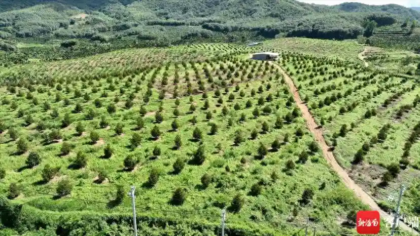 乐东有鲜果丨让进口水果“国产化”实现“榴莲自由” 乐东志仲镇榴莲即将实现首批挂果